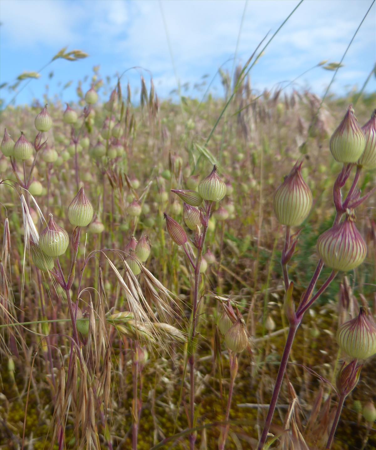 Silene conica (door Koen van Zoest)