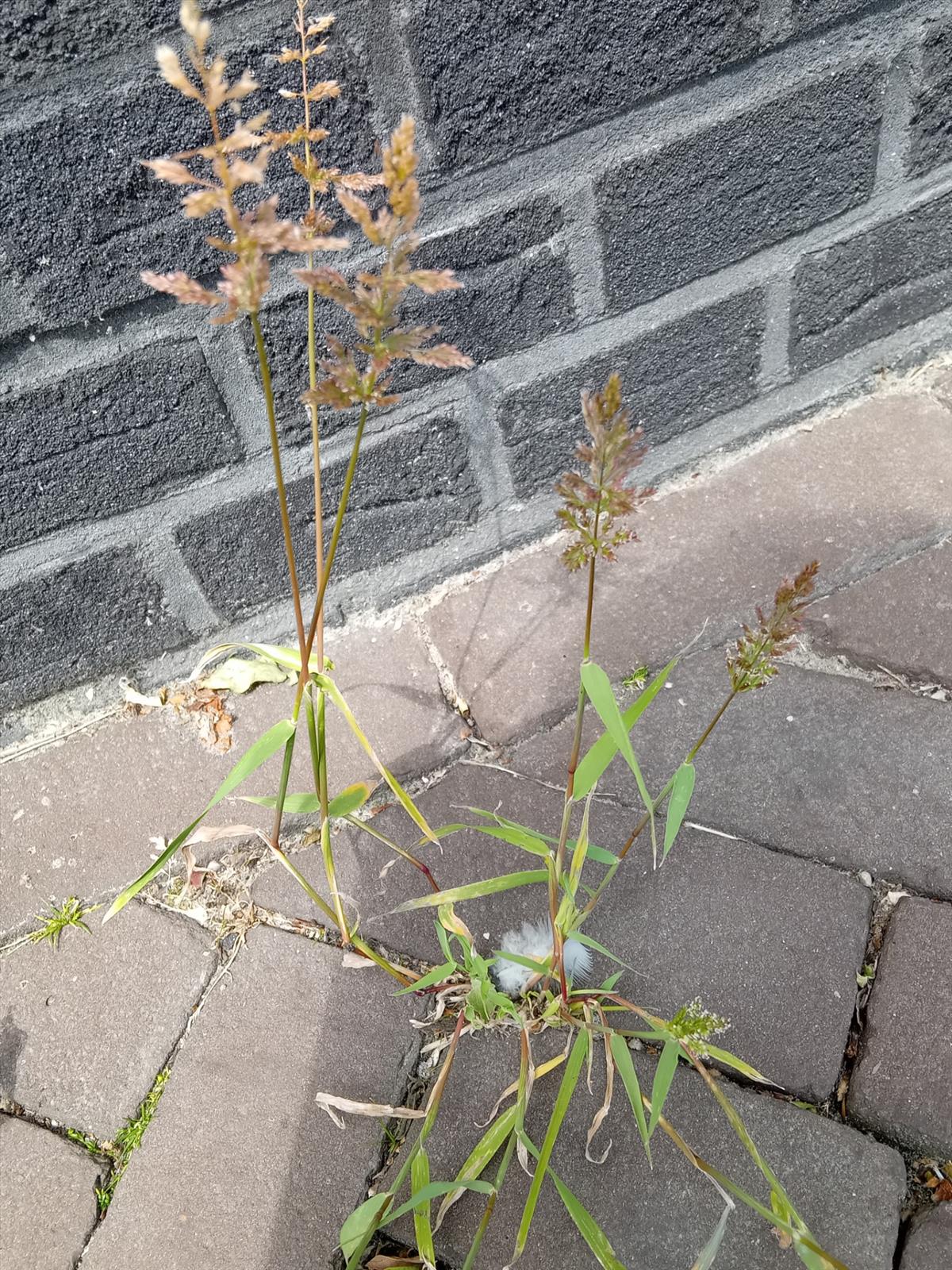 Polypogon viridis (door Jan Versluys)