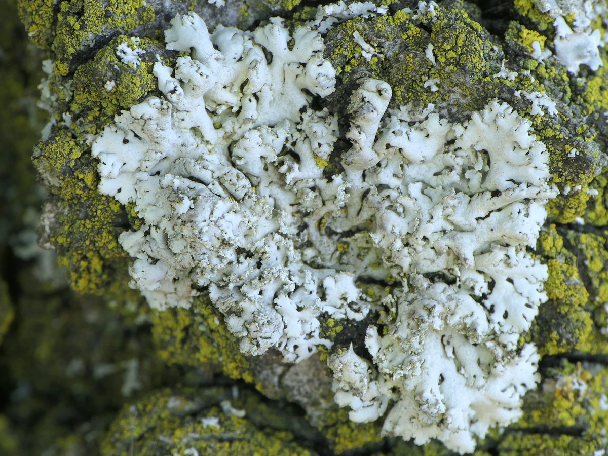 Physcia tribacia (door Henk-Jan van der Kolk)