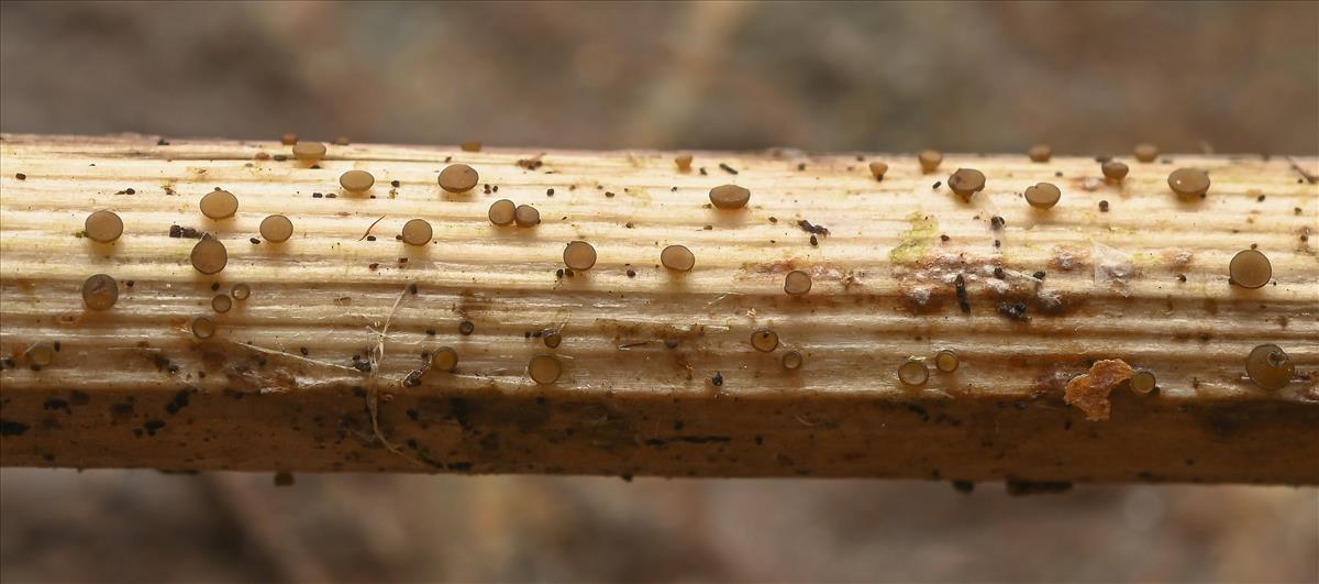 Calloriella umbrinella (door Laurens van der Linde)