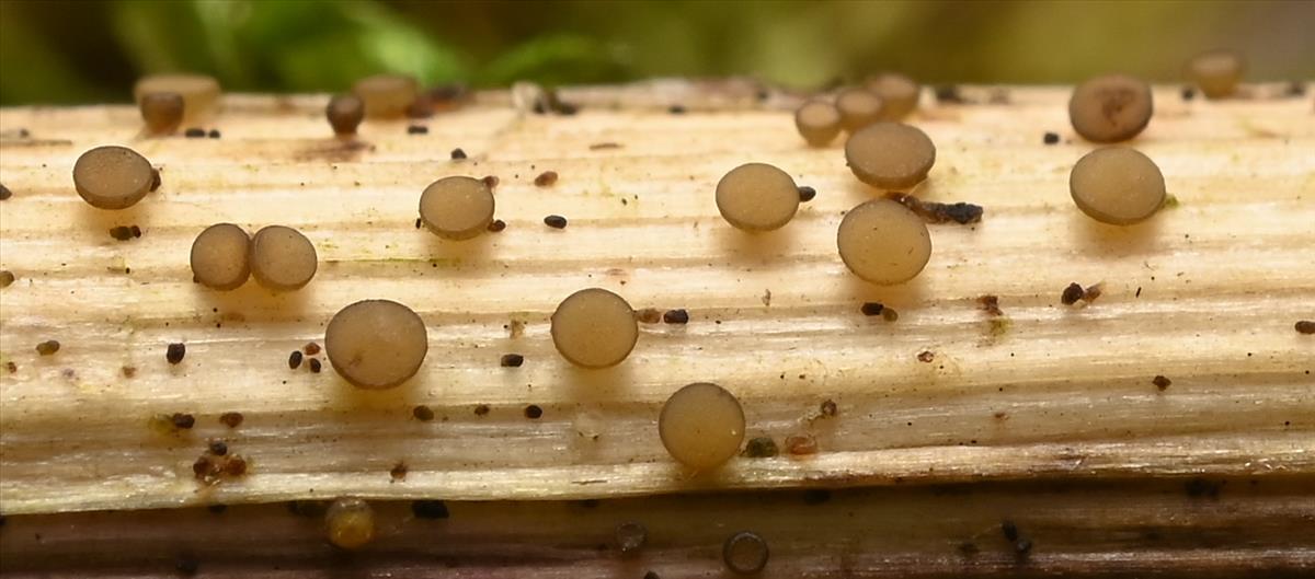 Calloriella umbrinella (door Laurens van der Linde)