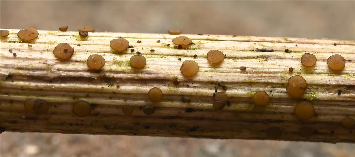 Calloriella umbrinella (door Laurens van der Linde)