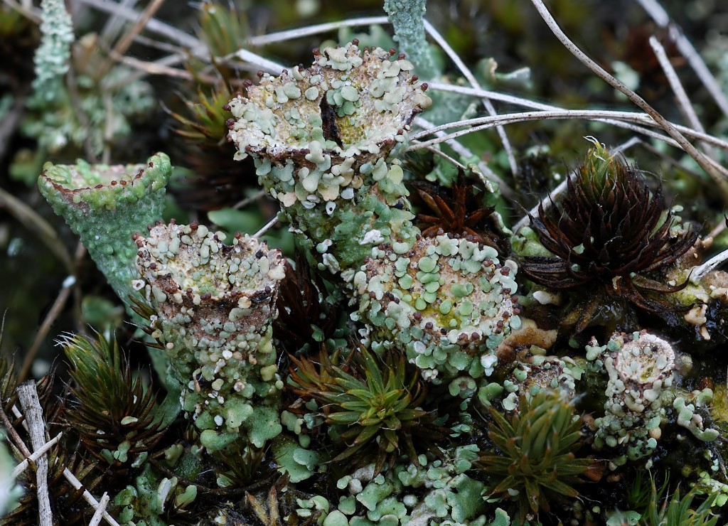 Cladonia monomorpha (door Arjan de Groot)