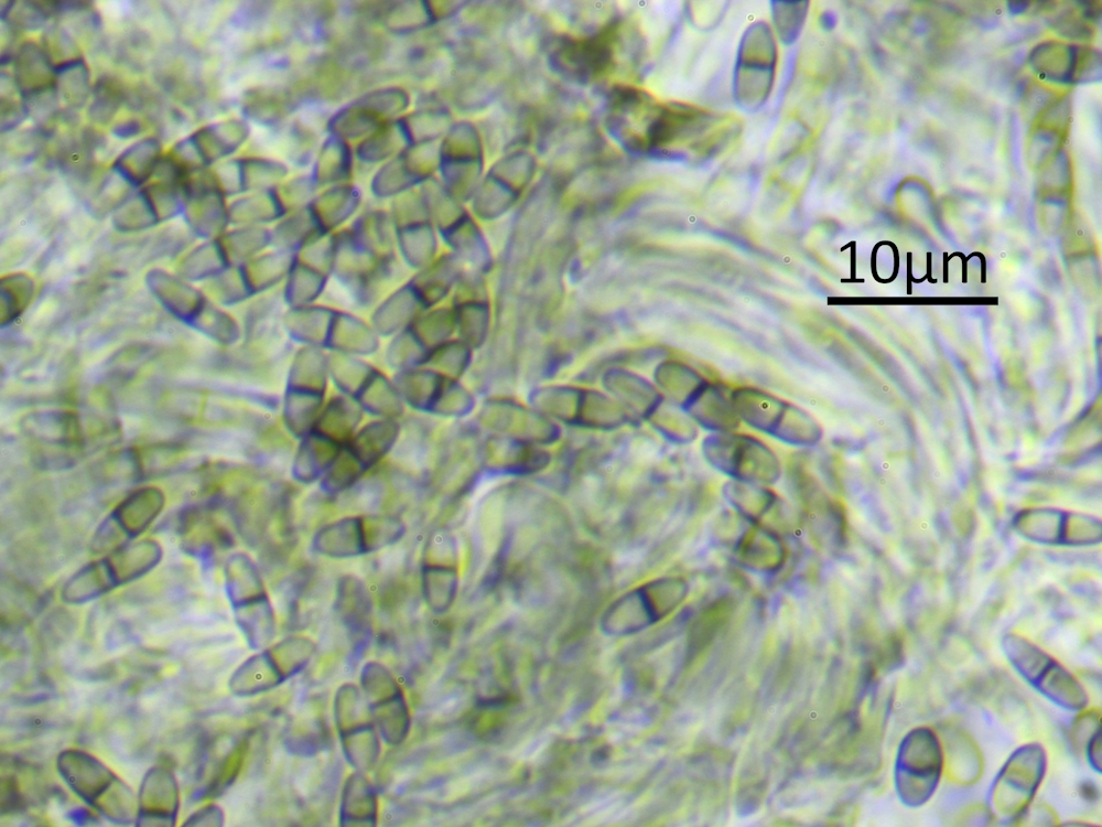 Chaenothecopsis nigra (door Henk-Jan van der Kolk)