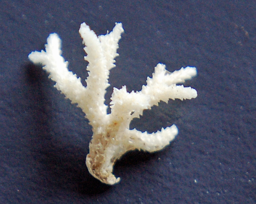 Omalosecosa ramulosa (door Hans De Blauwe)