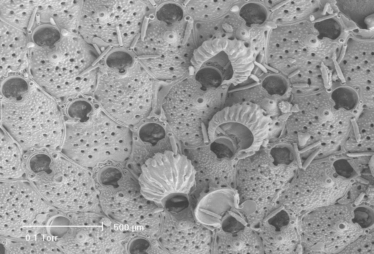 Phaeostachys spinifera (door Hans De Blauwe)