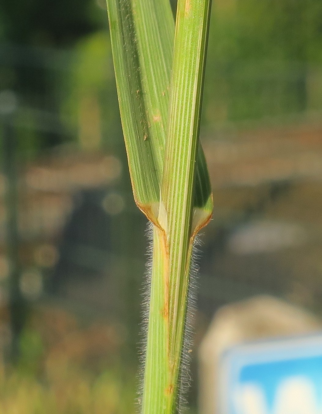 Ceratochloa cathartica (door Grada Menting)