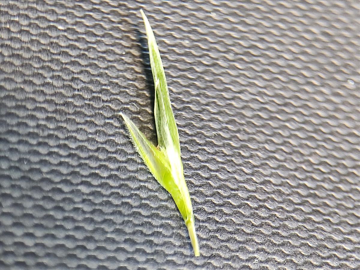 Ceratochloa cathartica (door Annemarie Bosch)