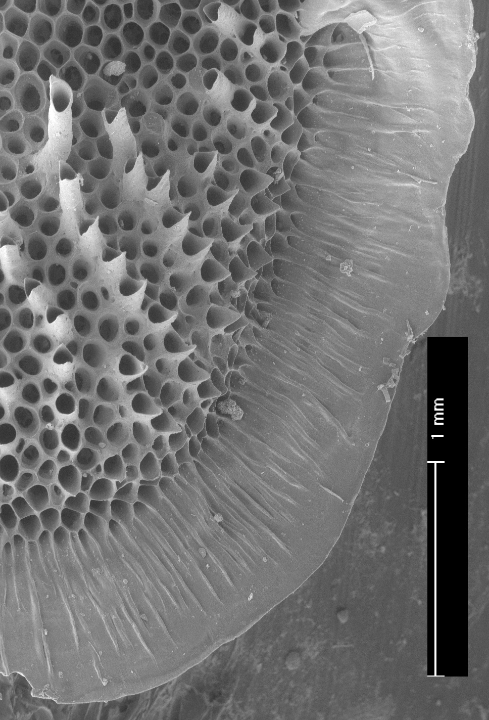 Patinella verrucaria (door Hans De Blauwe)