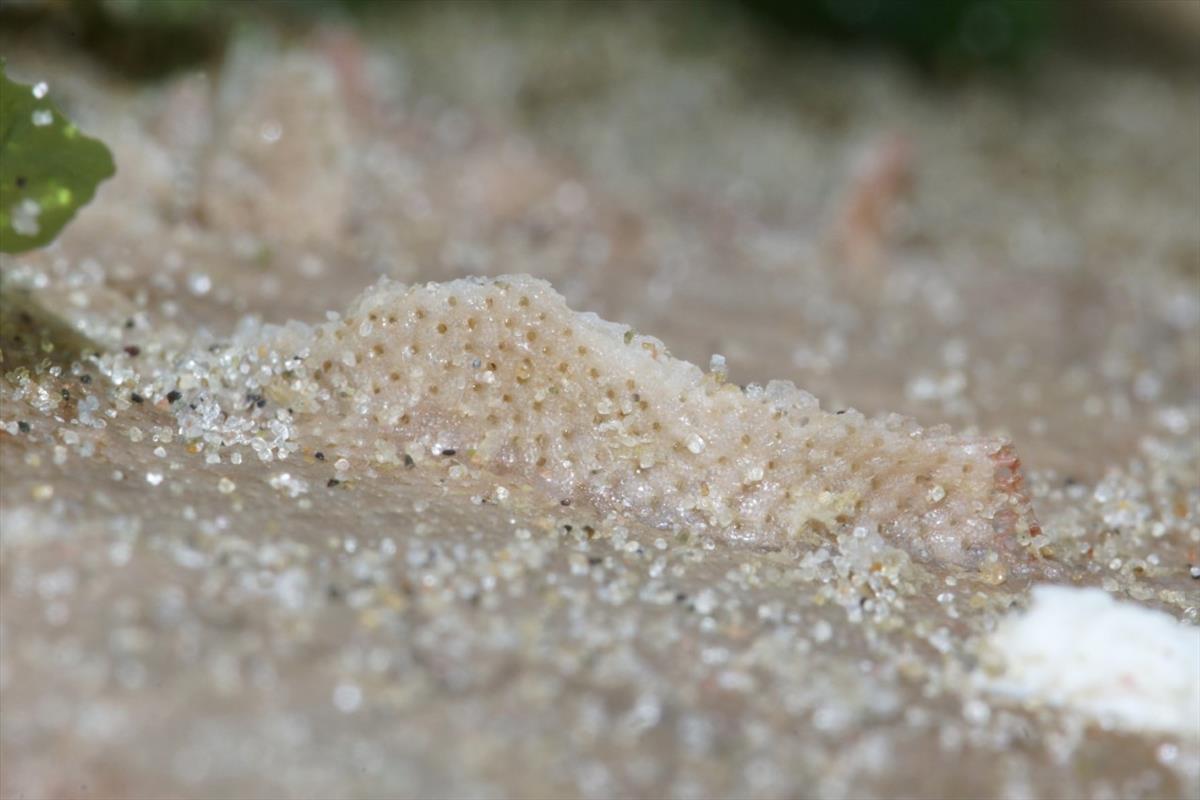 Pentapora fascialis (door Sytske Dijksen)