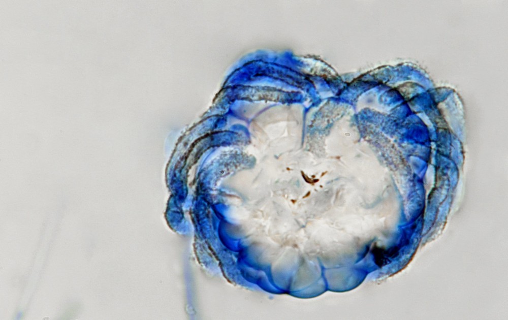 Peyronelina glomerulata (door Laurens van der Linde)