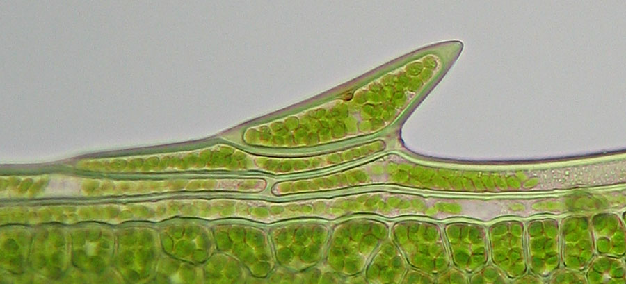 Plagiomnium undulatum (door Norbert Stapper)