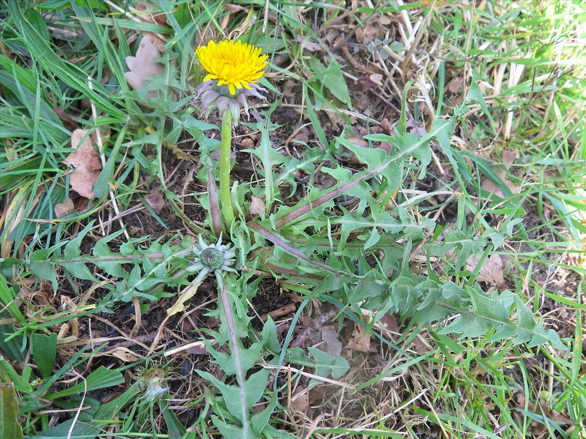 Taraxacum planum (door Otto Zijlstra)