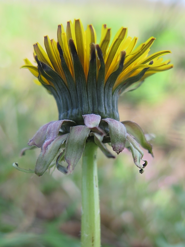 Taraxacum planum (door Otto Zijlstra)