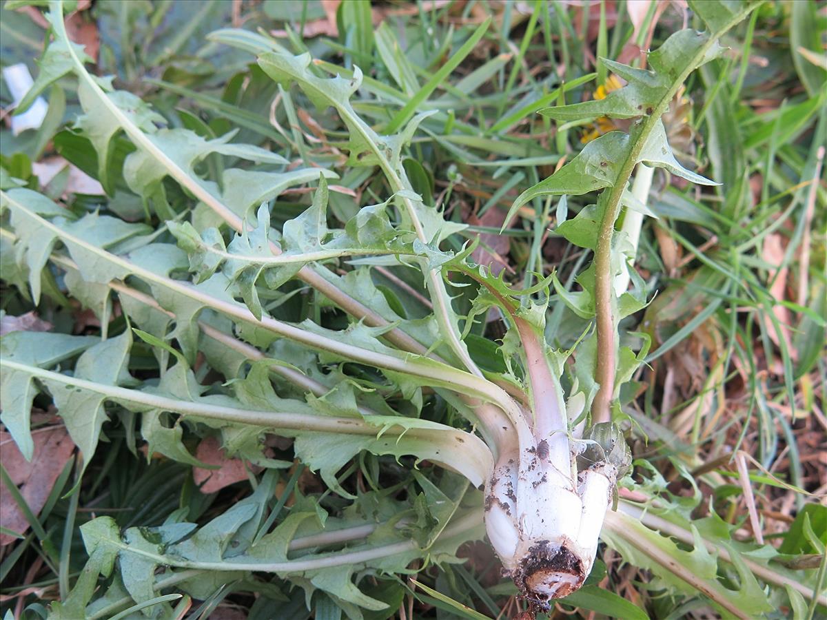 Taraxacum planum (door Otto Zijlstra)