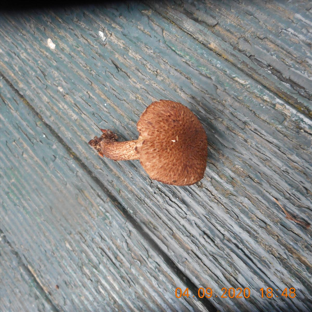 Inocybe leptophylla (door Giel van der Pluijm)