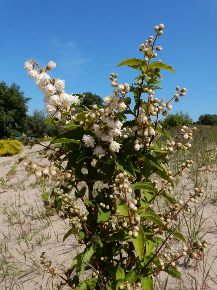 Deutzia scabra (door Saxifraga-Ed Stikvoort)