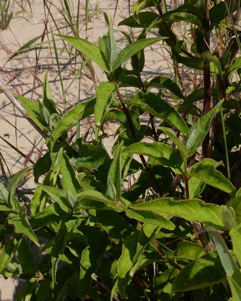 Deutzia scabra (door Saxifraga-Ed Stikvoort)