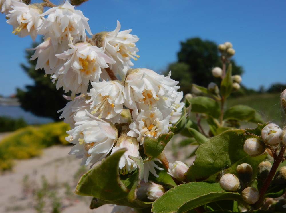 Deutzia scabra (door Saxifraga-Ed Stikvoort)