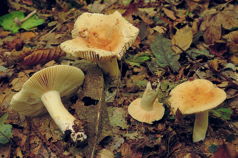 Russula fellea (door Eef Arnolds)