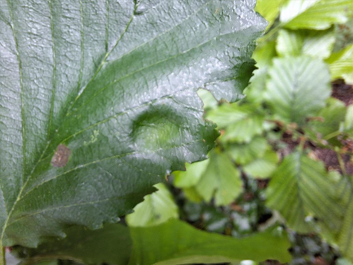 Taphrina sadebeckii (door AnnaElise Jansen)