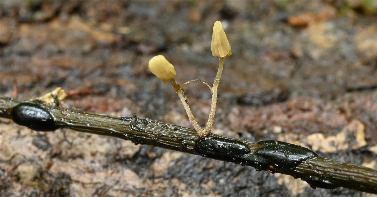 Scleromitrula calthicola (door Laurens van der Linde)