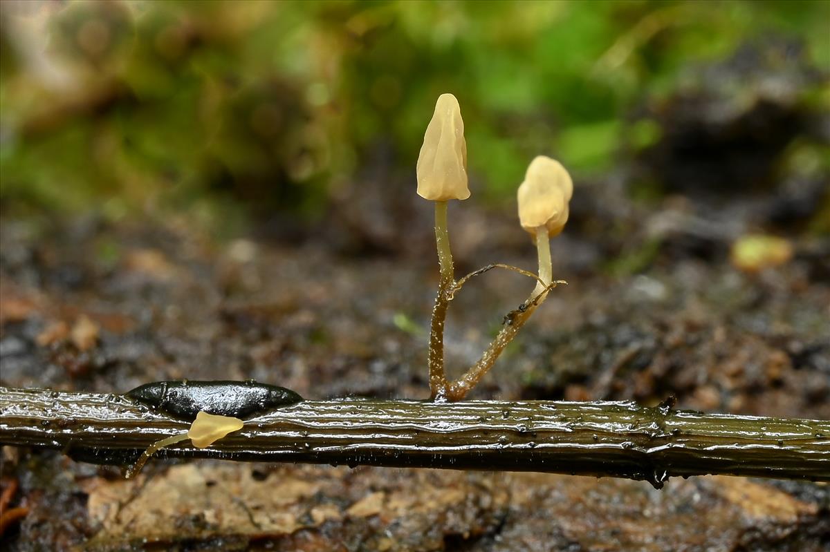 Scleromitrula calthicola (door Laurens van der Linde)