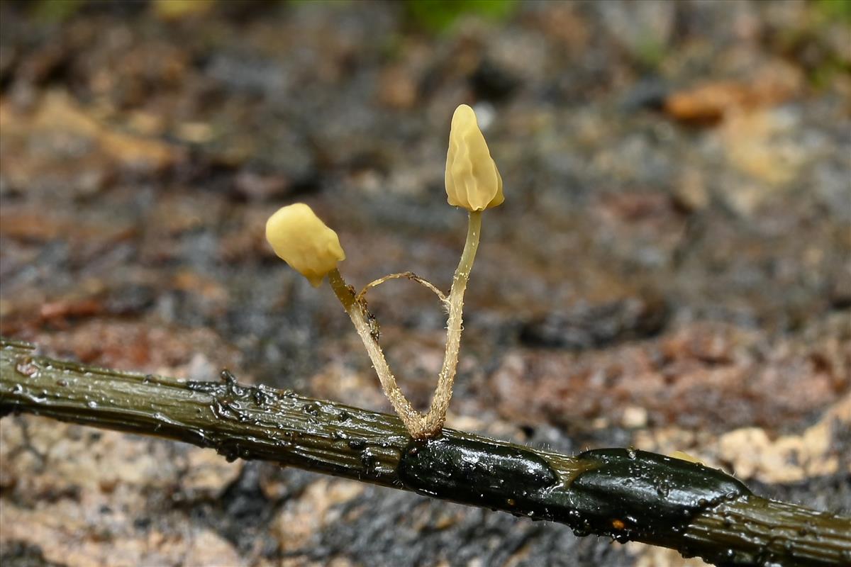 Scleromitrula spiraeicola (door Laurens van der Linde)