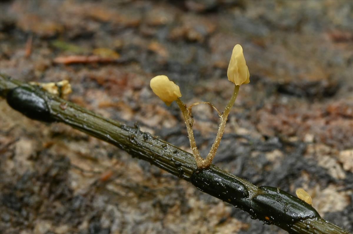 Scleromitrula spiraeicola (door Laurens van der Linde)