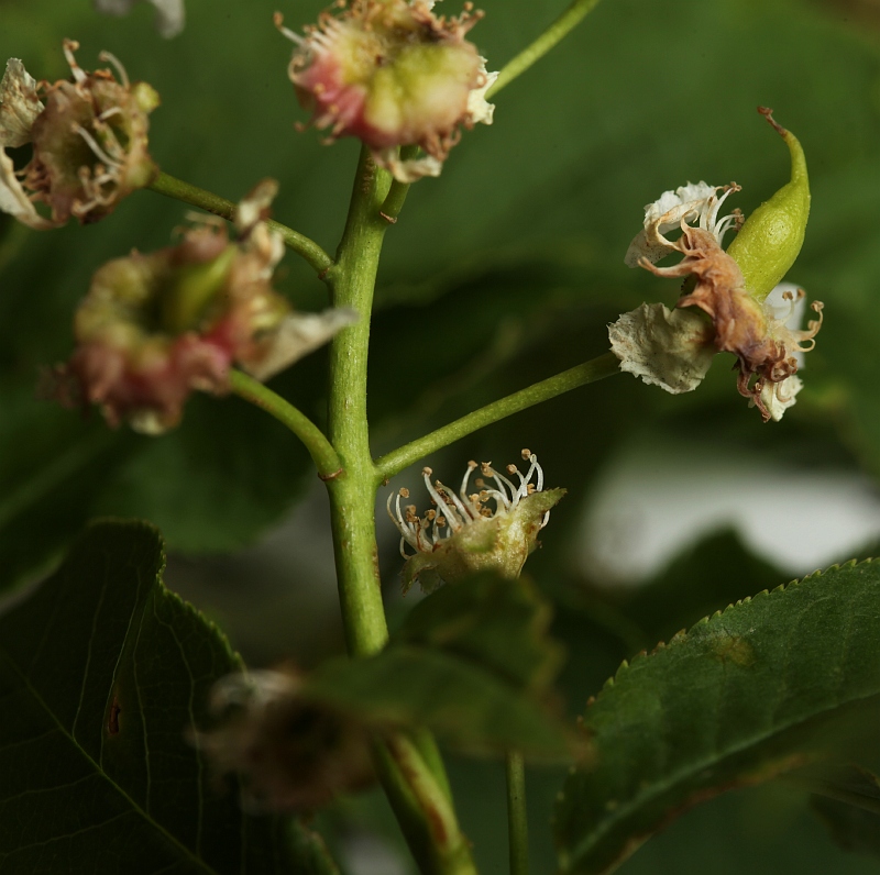 Taphrina padi (door Willy Heimeriks)