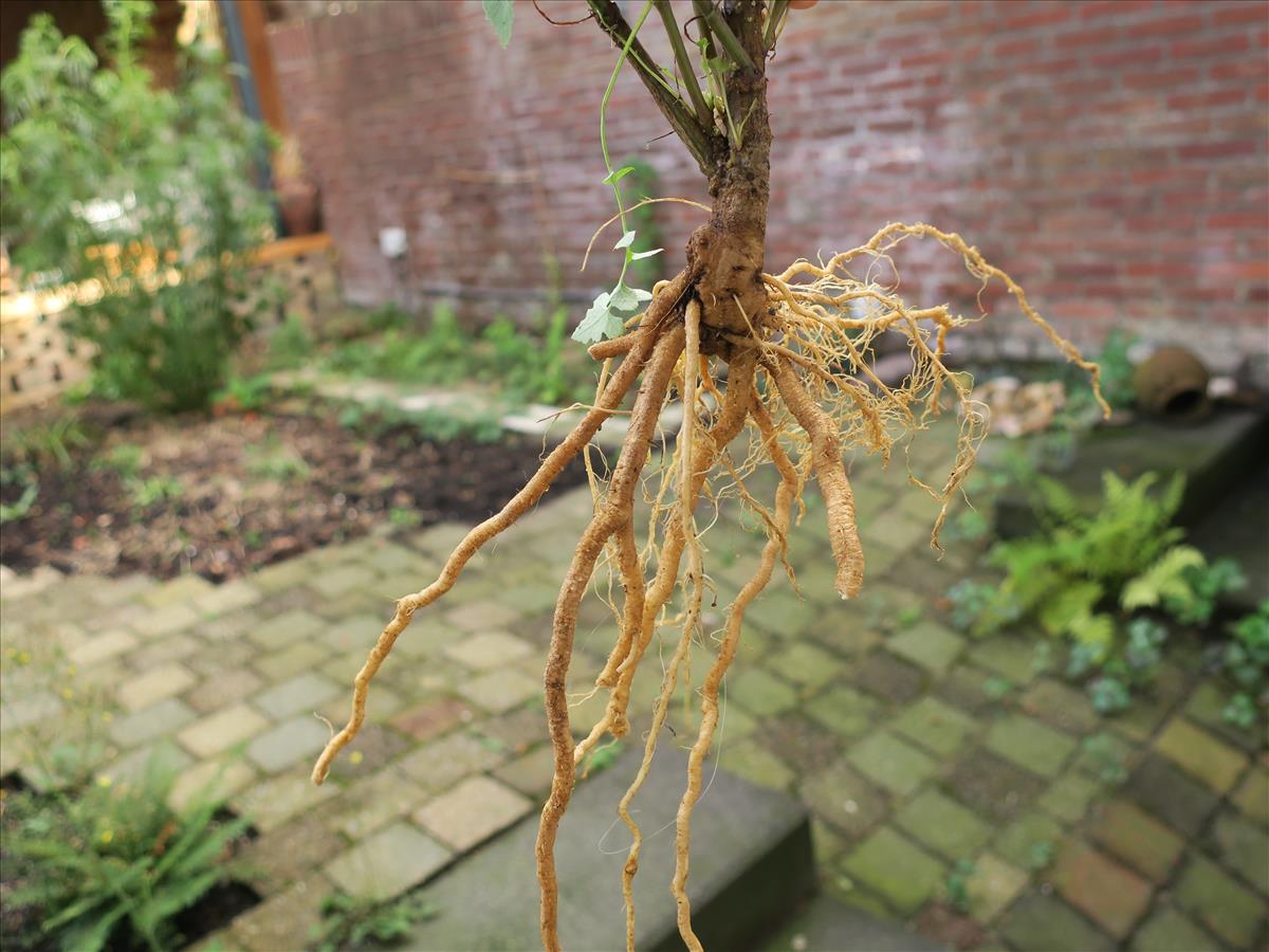 Sonchus tenerrimus (door Grada Menting)