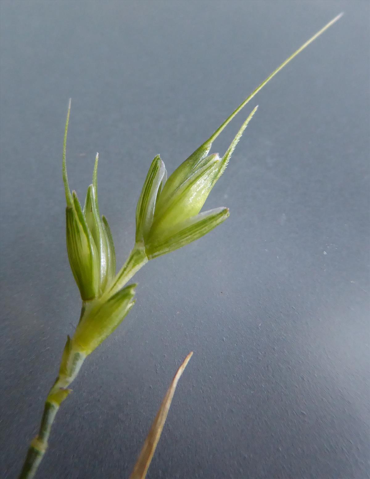 Triticum spelta (door Koen van Zoest)