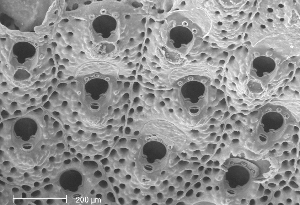 Schizomavella teresae (door Hans De Blauwe)