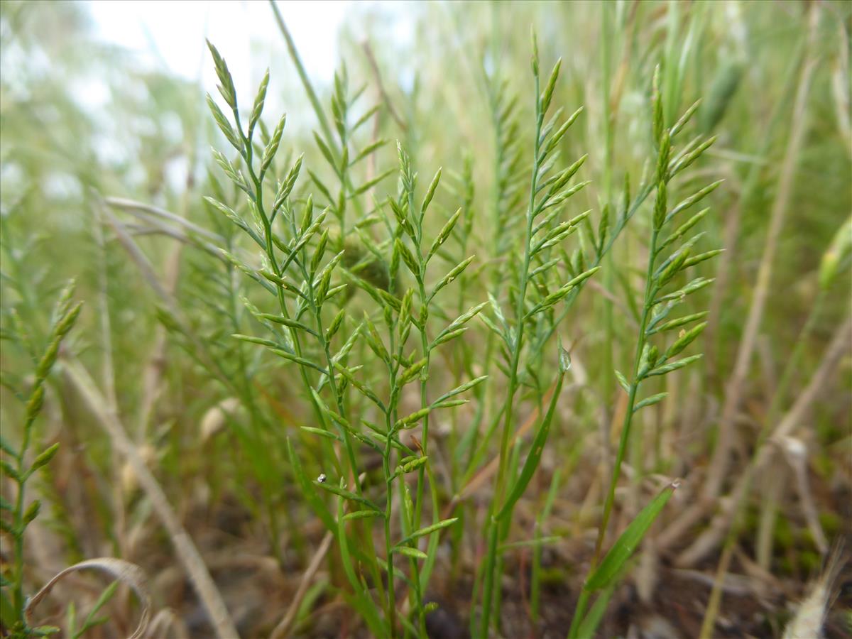 Catapodium rigidum (door Koen van Zoest)