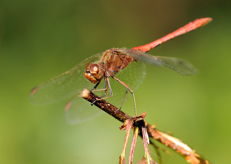 Sympetrum meridionale (door Theo Muusse)