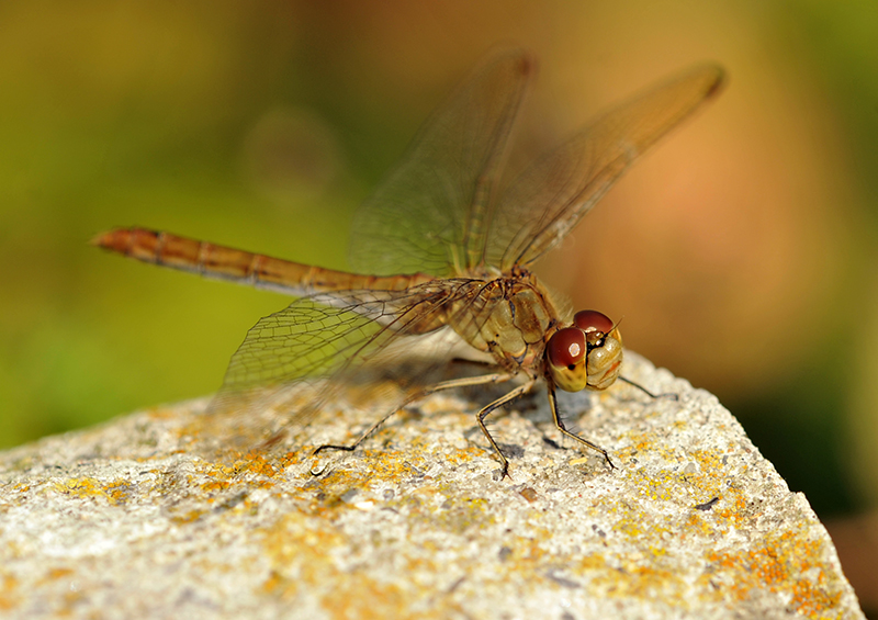 Sympetrum meridionale (door Theo Muusse)