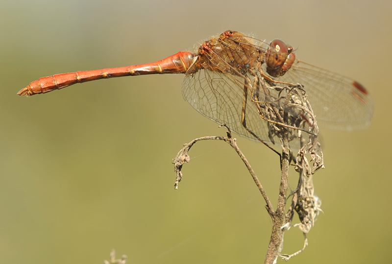 Sympetrum meridionale (door Theo Muusse)