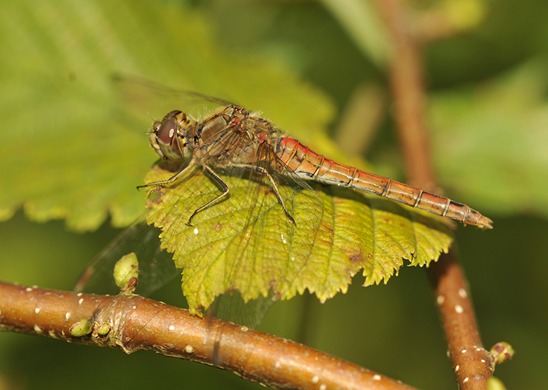 Sympetrum vulgatum (door Theo Muusse)