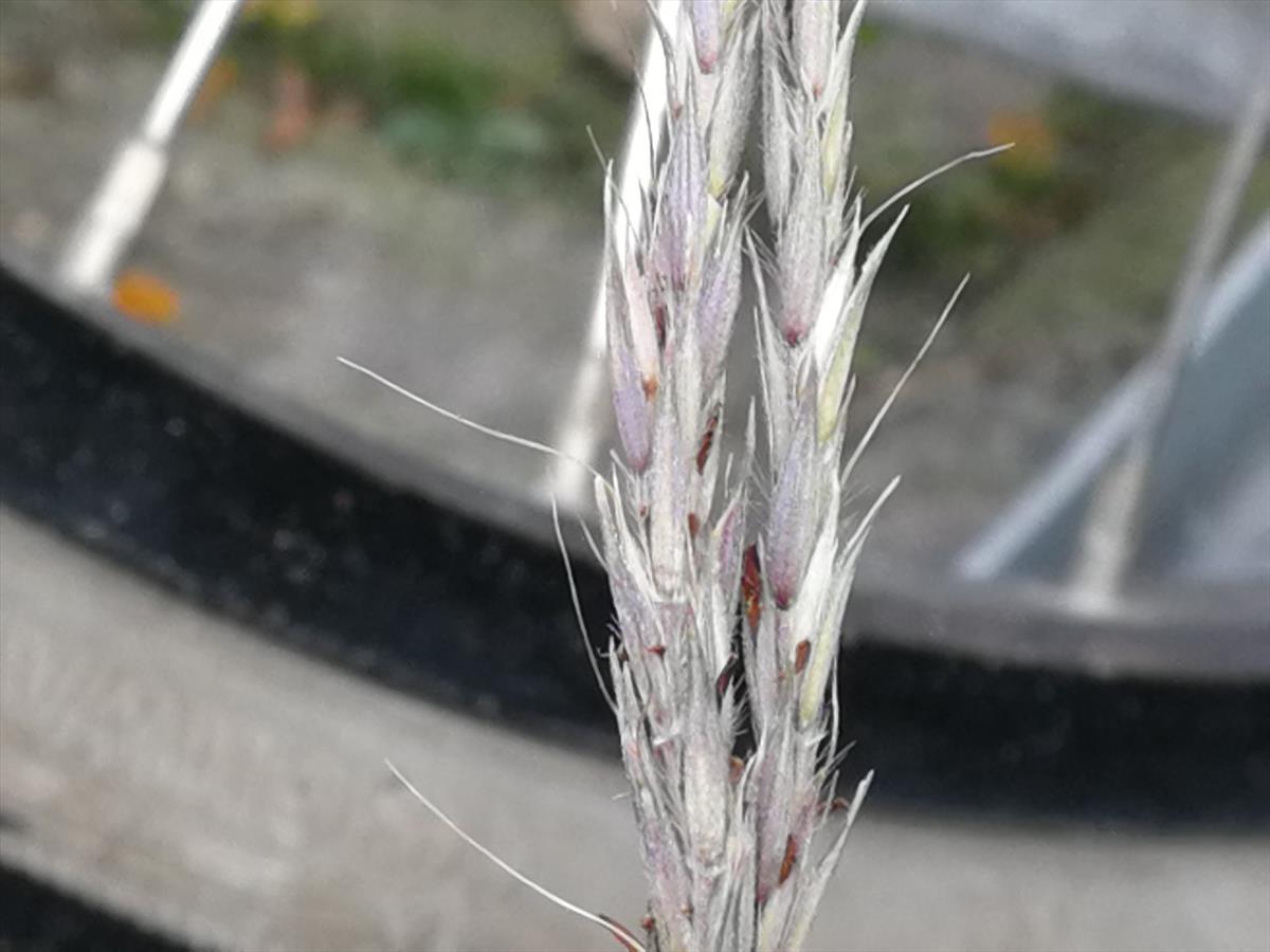 Andropogon gerardii (door Sipke Gonggrijp)