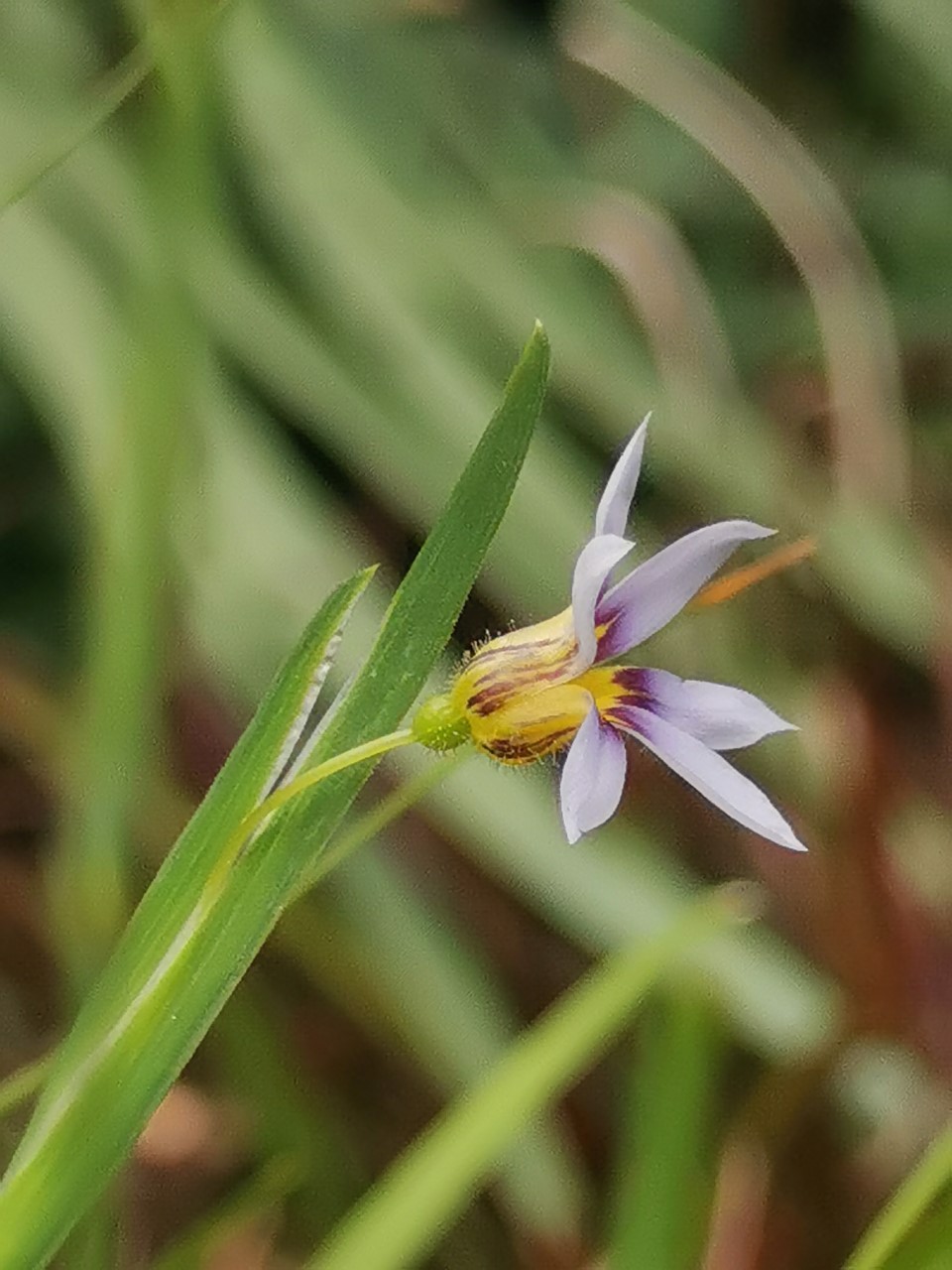 Sisyrinchium rosulatum (door Sipke Gonggrijp)