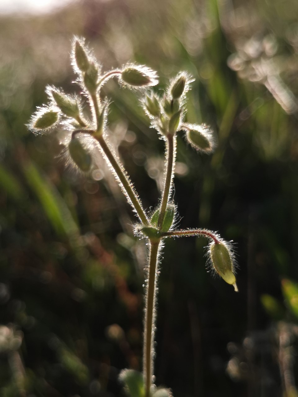 Cerastium brachypetalum subsp. luridum (door Sipke Gonggrijp)