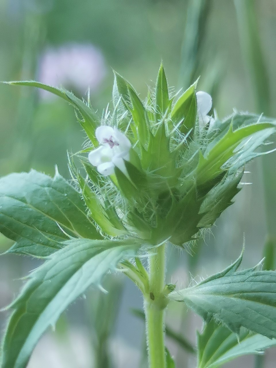 Dracocephalum parviflorum (door Sipke Gonggrijp)