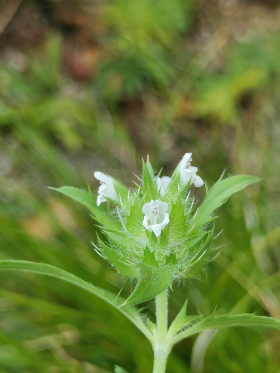 Dracocephalum parviflorum (door Sipke Gonggrijp)