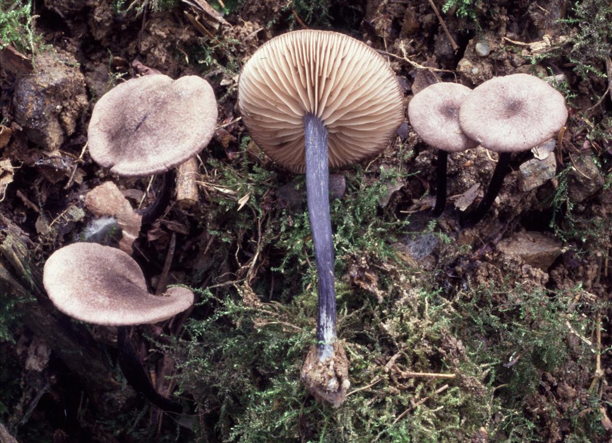 Entoloma tjallingiorum (door Karl Friedrich Reinwald / M Noordeloos)