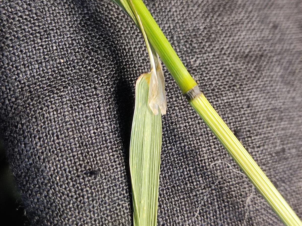 Ceratochloa cathartica (door Annemarie Bosch)