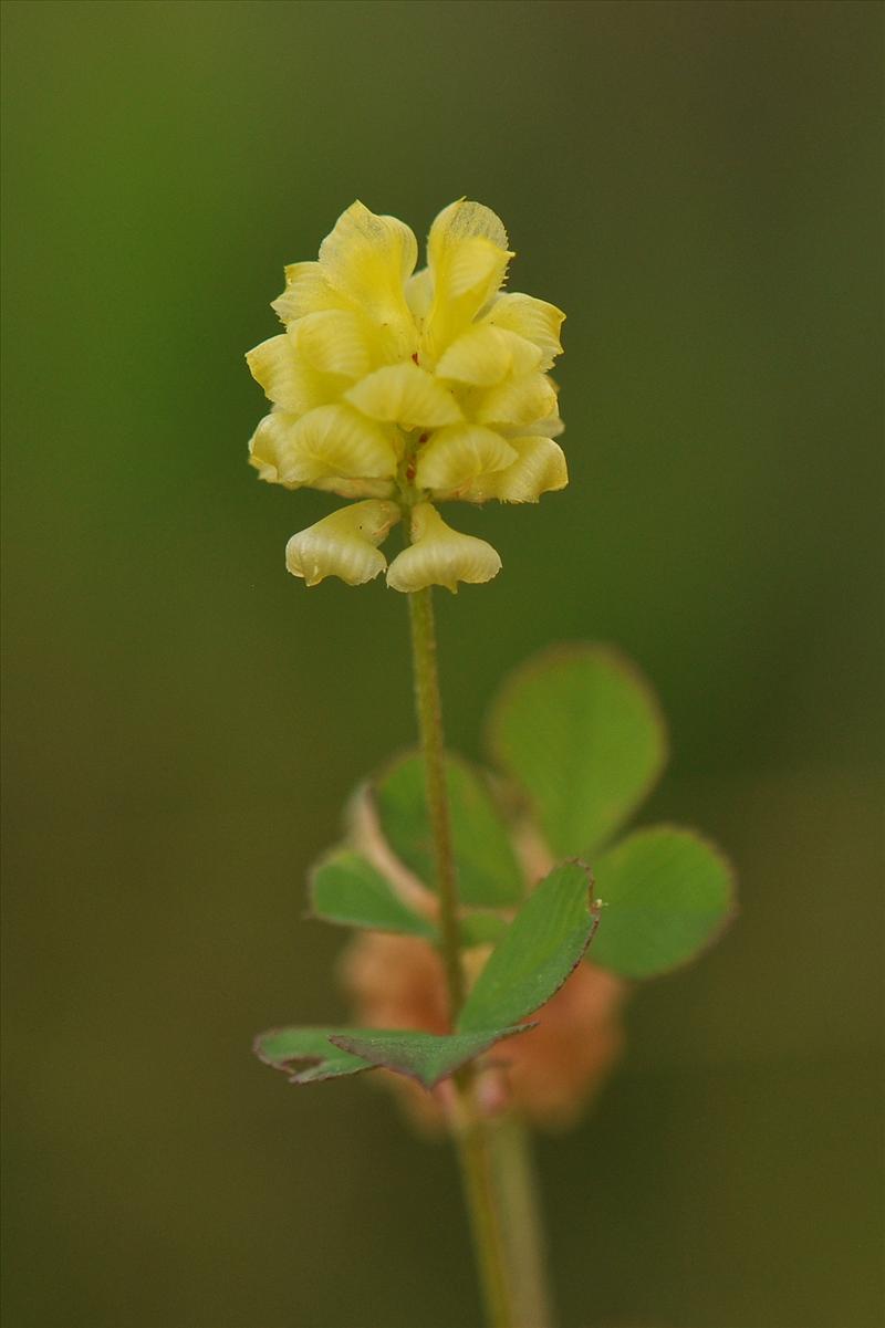 Trifolium campestre (door Willie Riemsma)