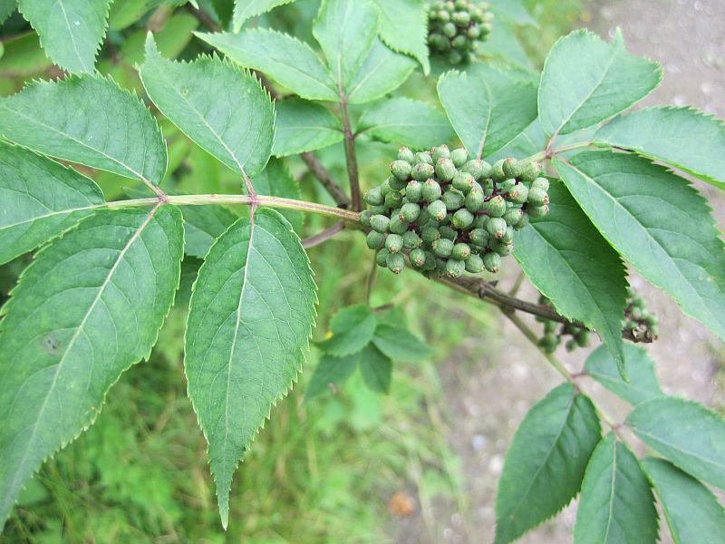 Sambucus racemosa (door Grada Menting)