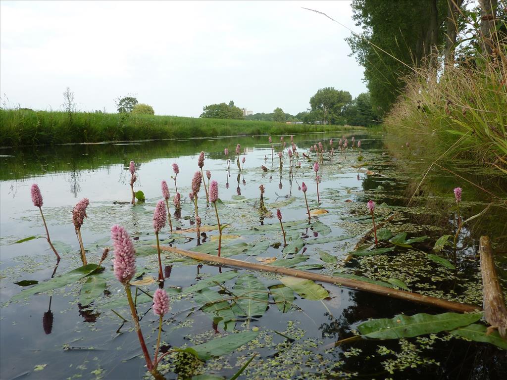 Persicaria amphibia (door Koen van Zoest)