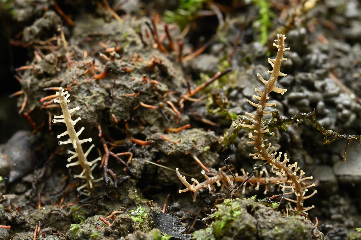 Dendrocollybia racemosa (door Laurens van der Linde)