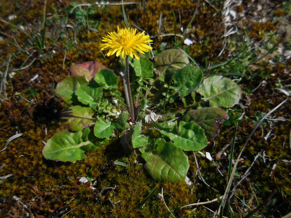 Crepis sancta (door Saxifraga-Ed Stikvoort)